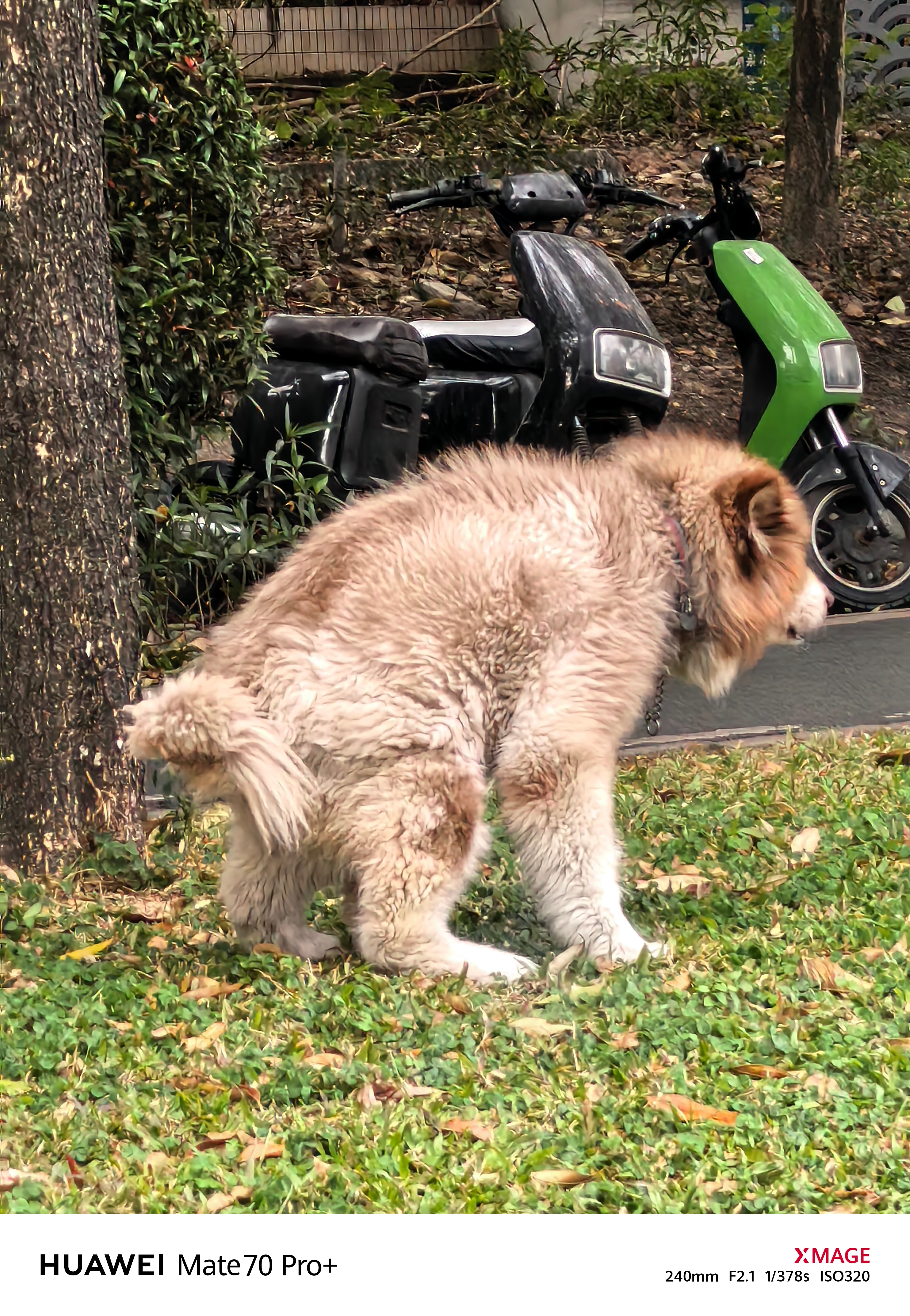 去公司路上遇到的一只阿拉斯加，Mate 70 Pro+的闪拍确实快[doge] 