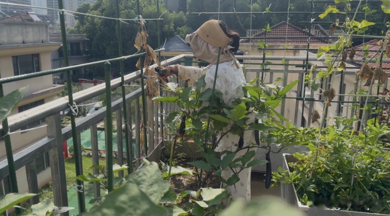 都说“小暑大暑，上蒸下煮”，武汉这阵子高温伴着阵雨，虽说闷热难耐，却也省了给阳台