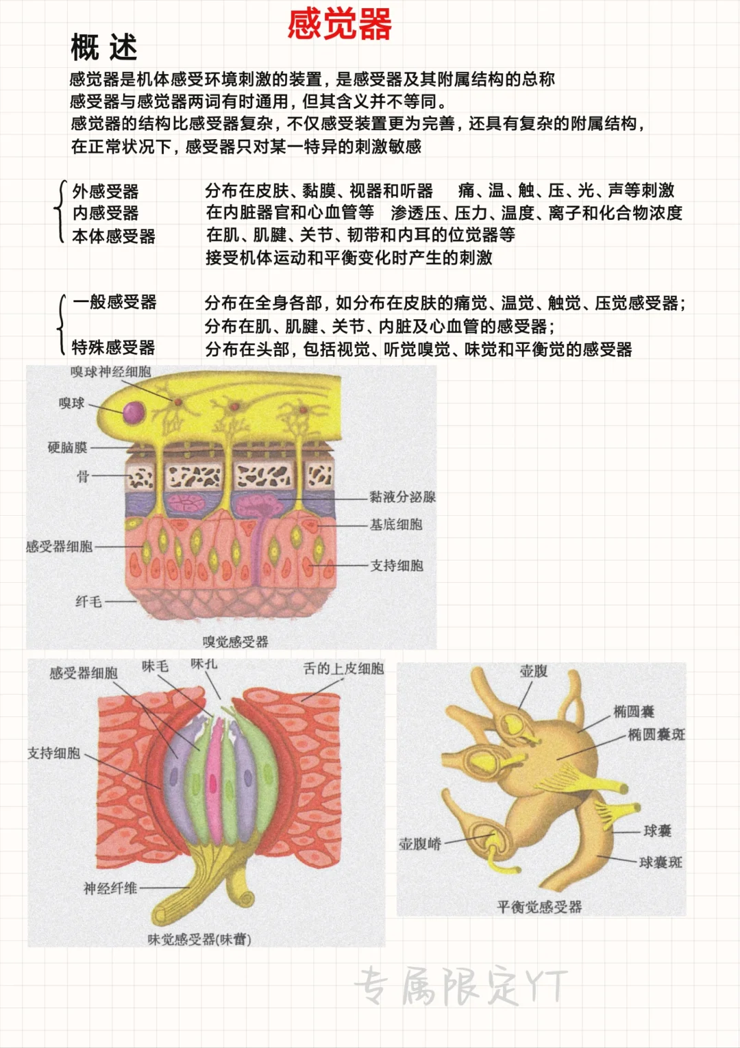 系统解剖学（11）-视器