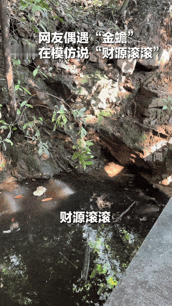 “意外之喜！”山东一女子和朋友在山溪游玩，偶然碰上一只“金蟾”，女子朝它大喊财源
