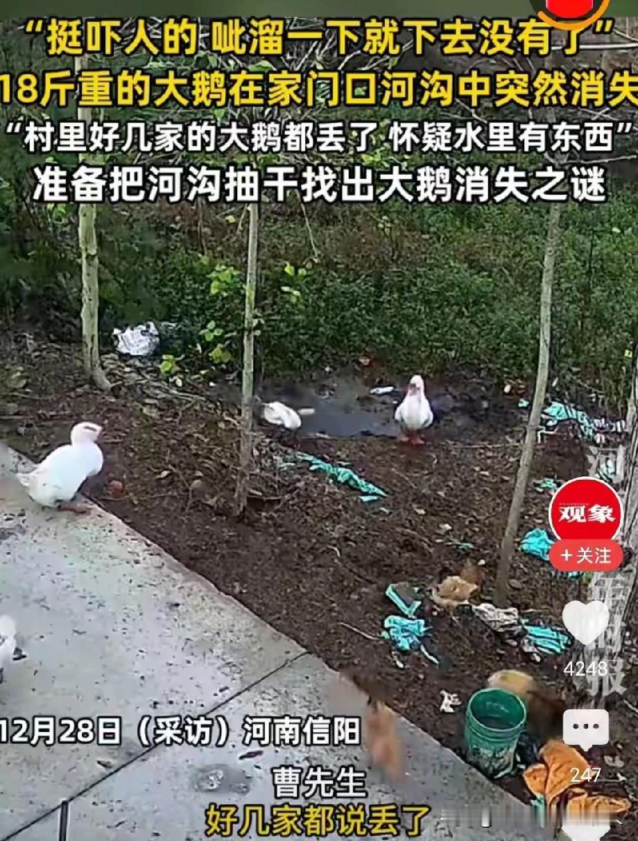 奇了怪了，18斤重的大鹅，在水里会突然消失。

河南信阳，一男子养了一群鹅，平常