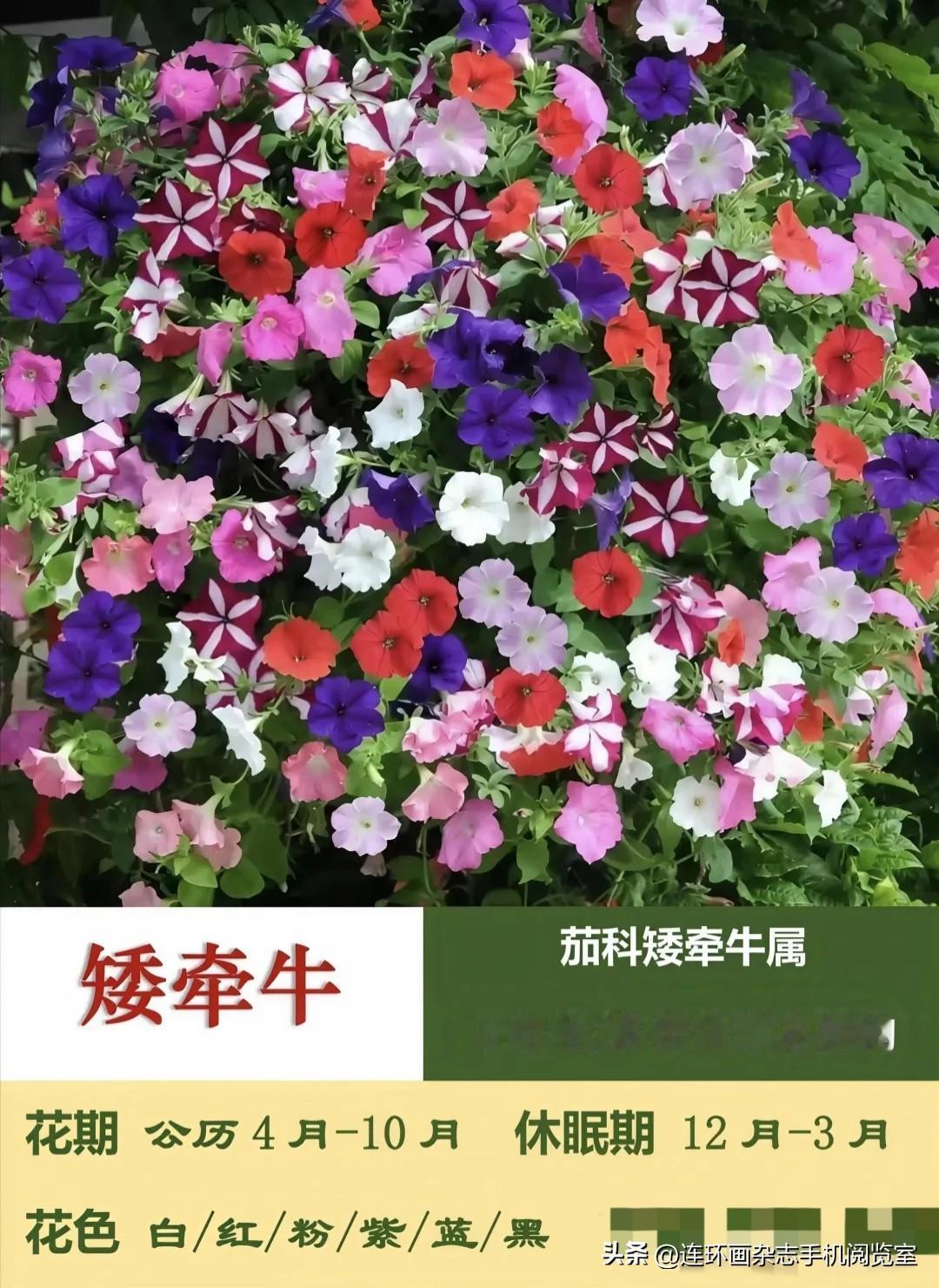 《园林植物草花图册》拾页02