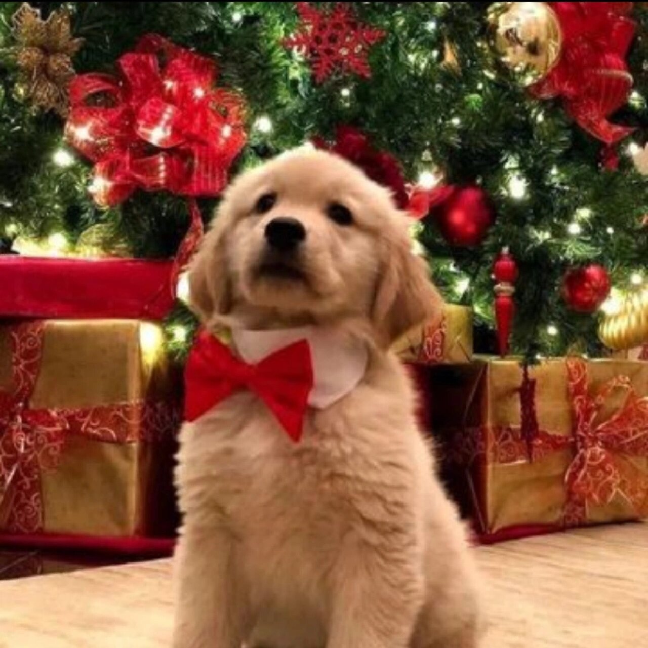 圣诞排队上最受欢迎的小狗 