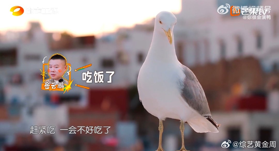 我上班就沈月翟潇闻这样 老板：菜单呢？我：学沈月翟潇——“反正也干不完，吃饭先！