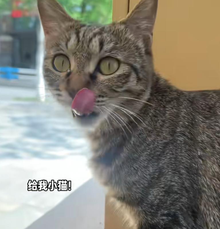 “这真是一只仁义狸花猫”
事情起因是有个博主
一直投喂小区流浪的怀孕狸花猫
看它