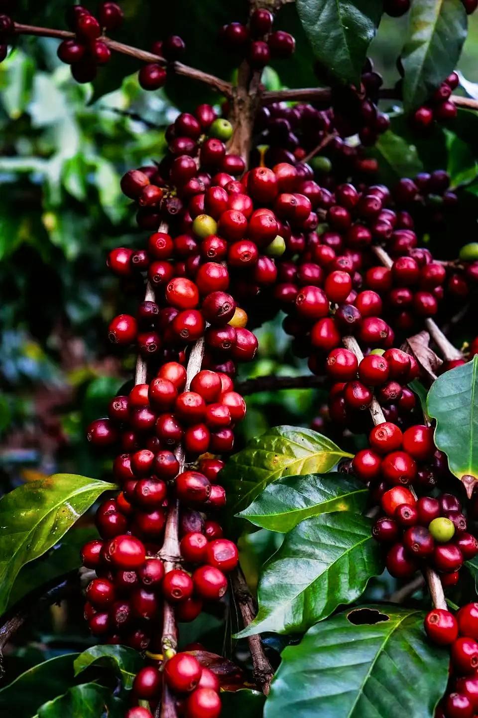 野果子有认识的吗