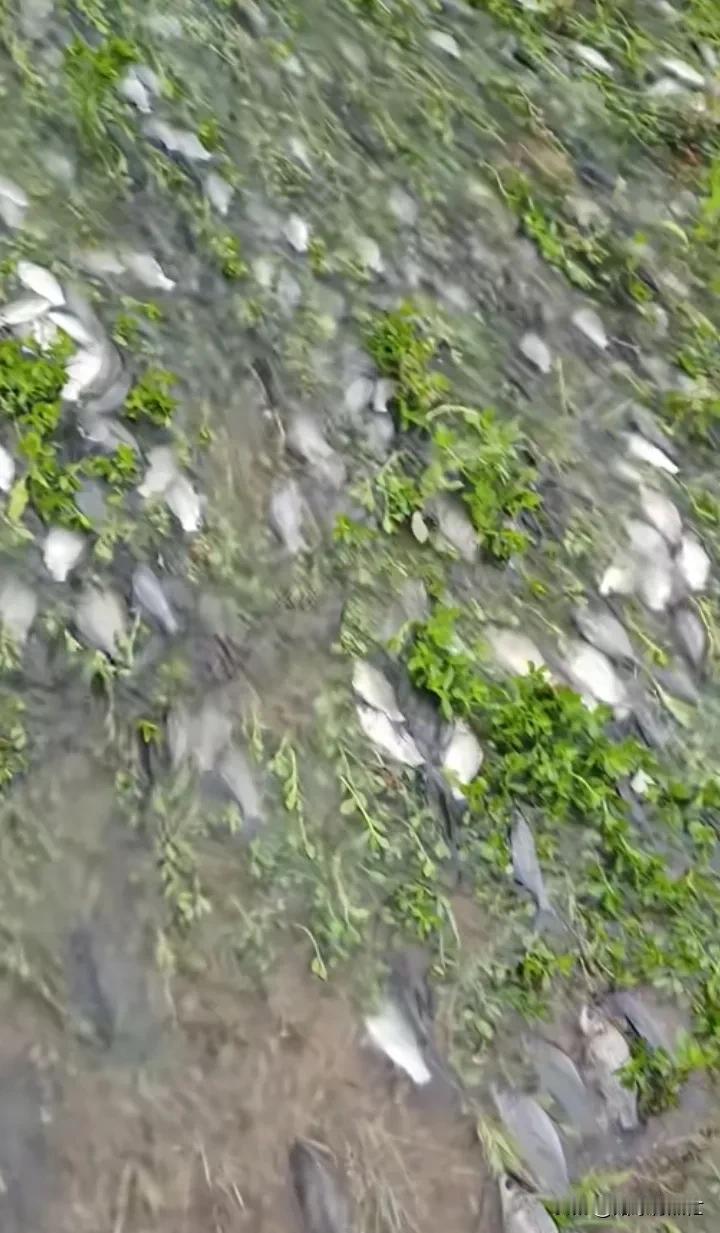 “天下英雄如过江之鲫”第一次这么形象的见到