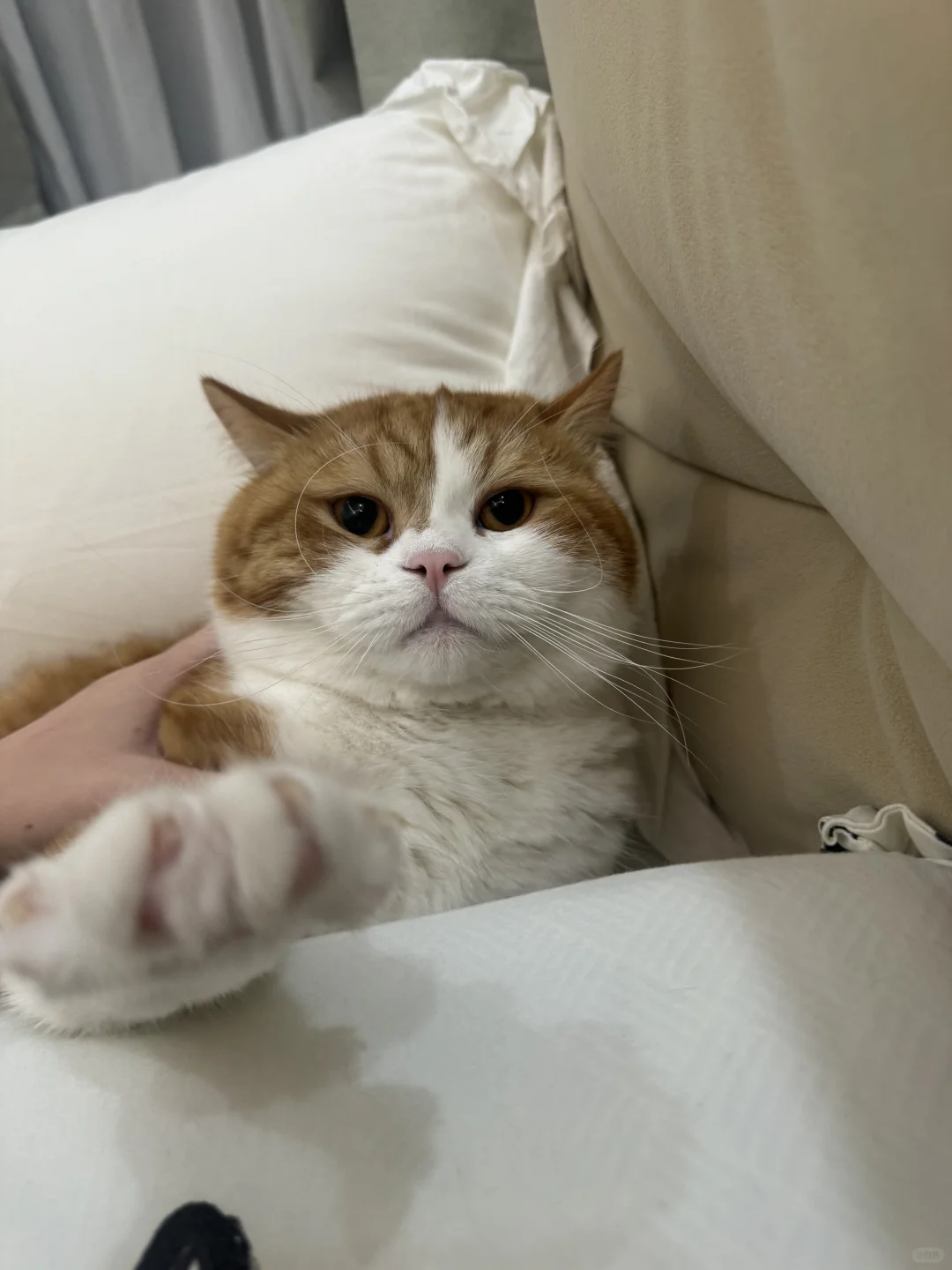 这天气冷的小猫都在床上了