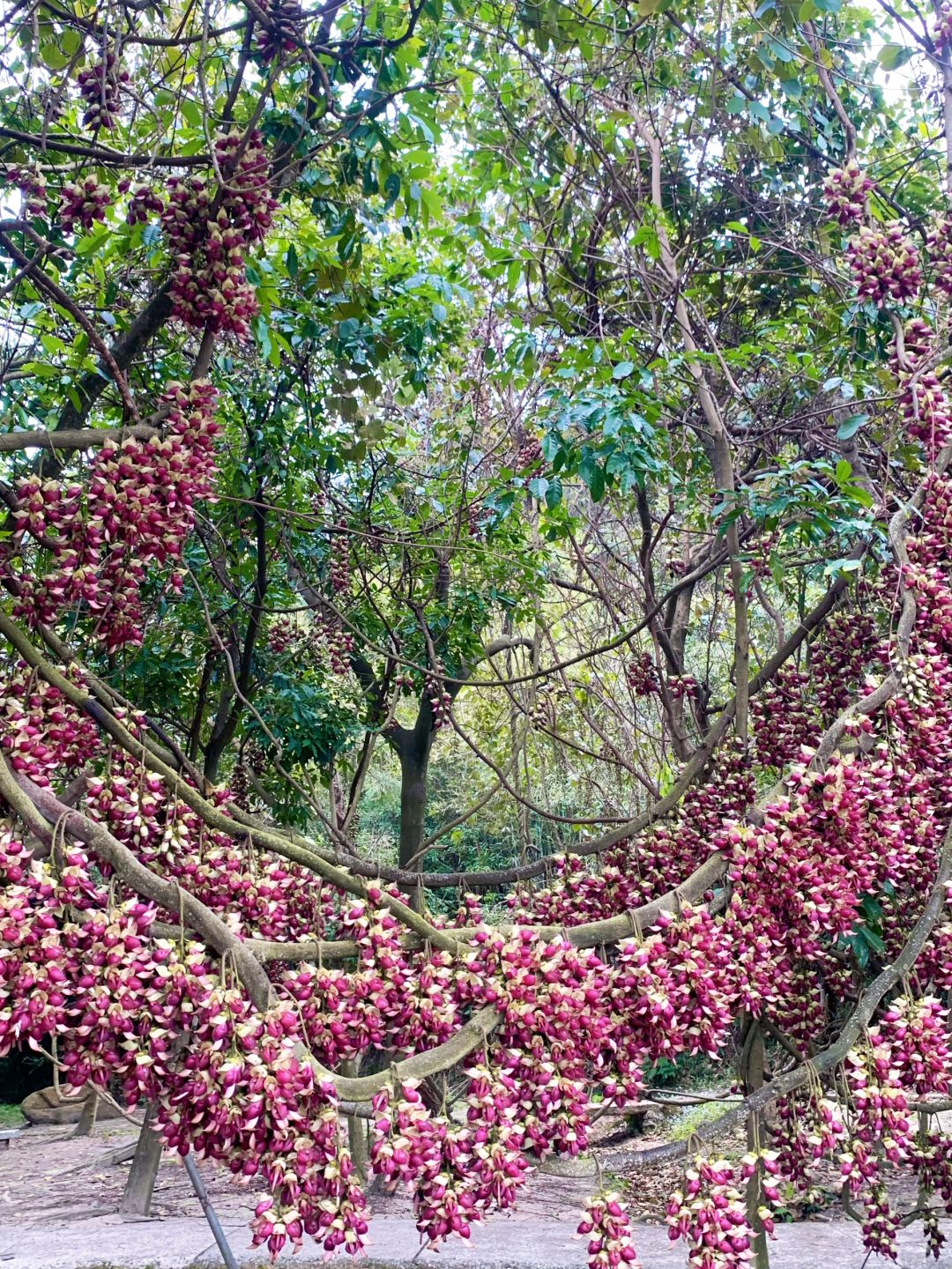 谁的紫色珍珠项链🌷花城广州看春天花花开