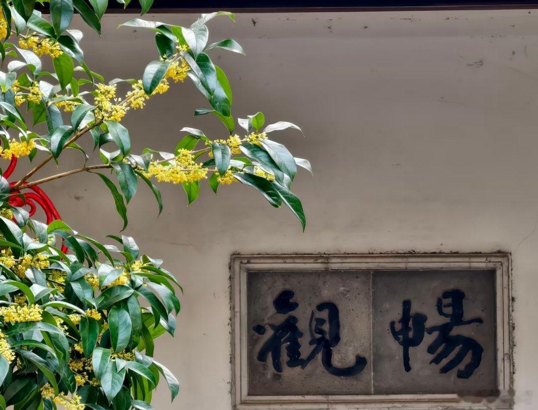人闲桂花落清晨的桂花，在寺庙前纷纷飘落 ，人类需要一万种动心瞬间 ​​​