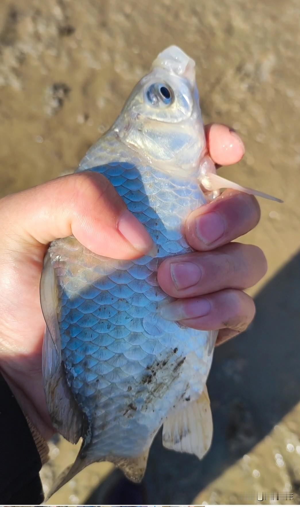 今天是降温的第二天，果然是不好钓，人还冻个半死，别说鱼不适应，连人都不适应。
