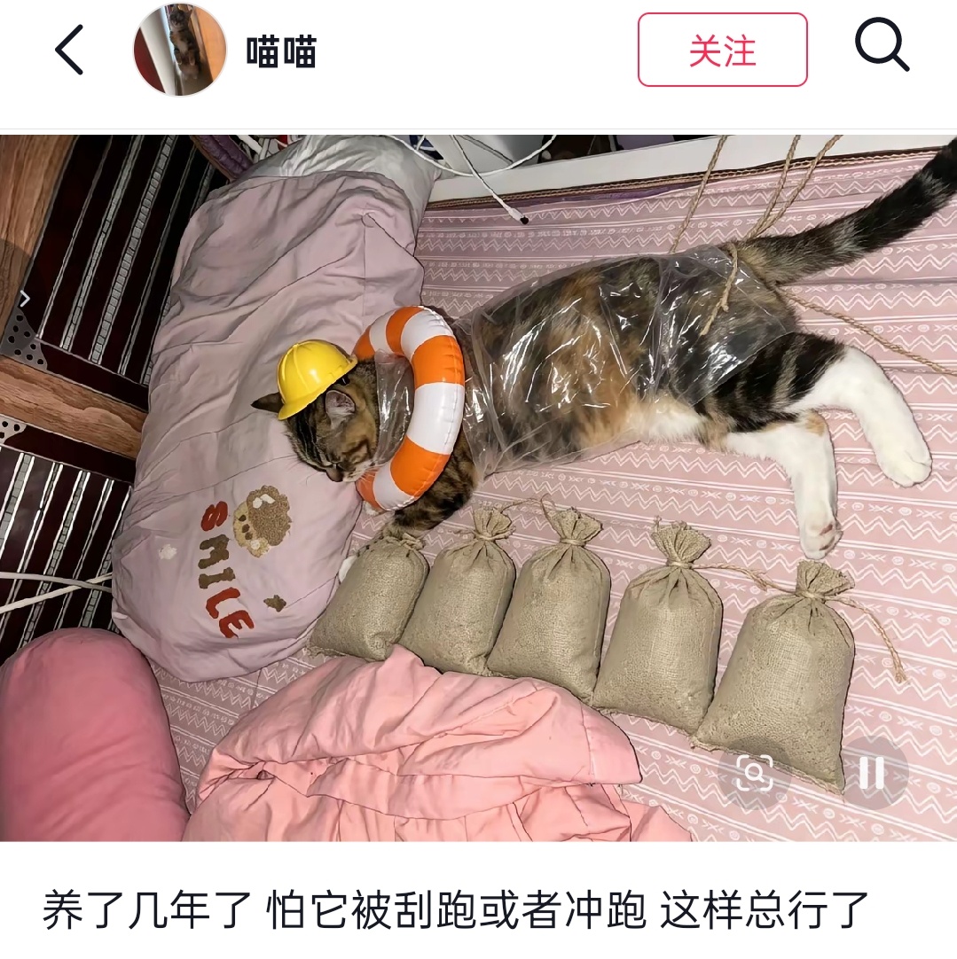 哈哈哈为小猫考虑周全小猫也很配合就是了 