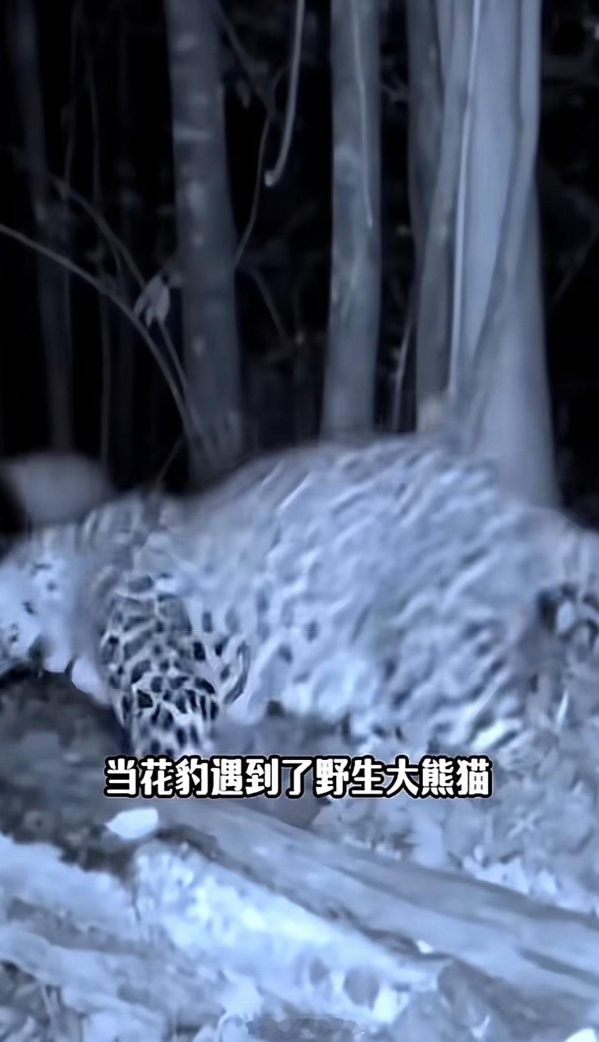 成年的大熊猫在野外几乎没有天敌它是熊不是猫，去咬竹子看看，就普通的细竹子，试试能