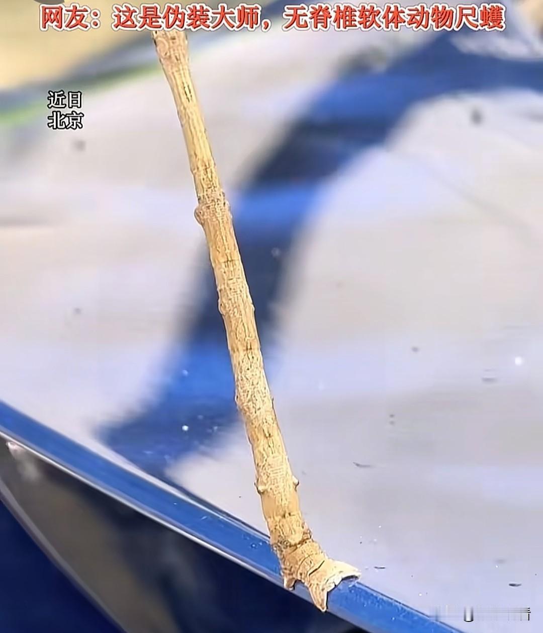 车上突现神秘天线？原来是昆虫界伪装大师上岗
 
北京有位车主属实收获意外惊喜，停
