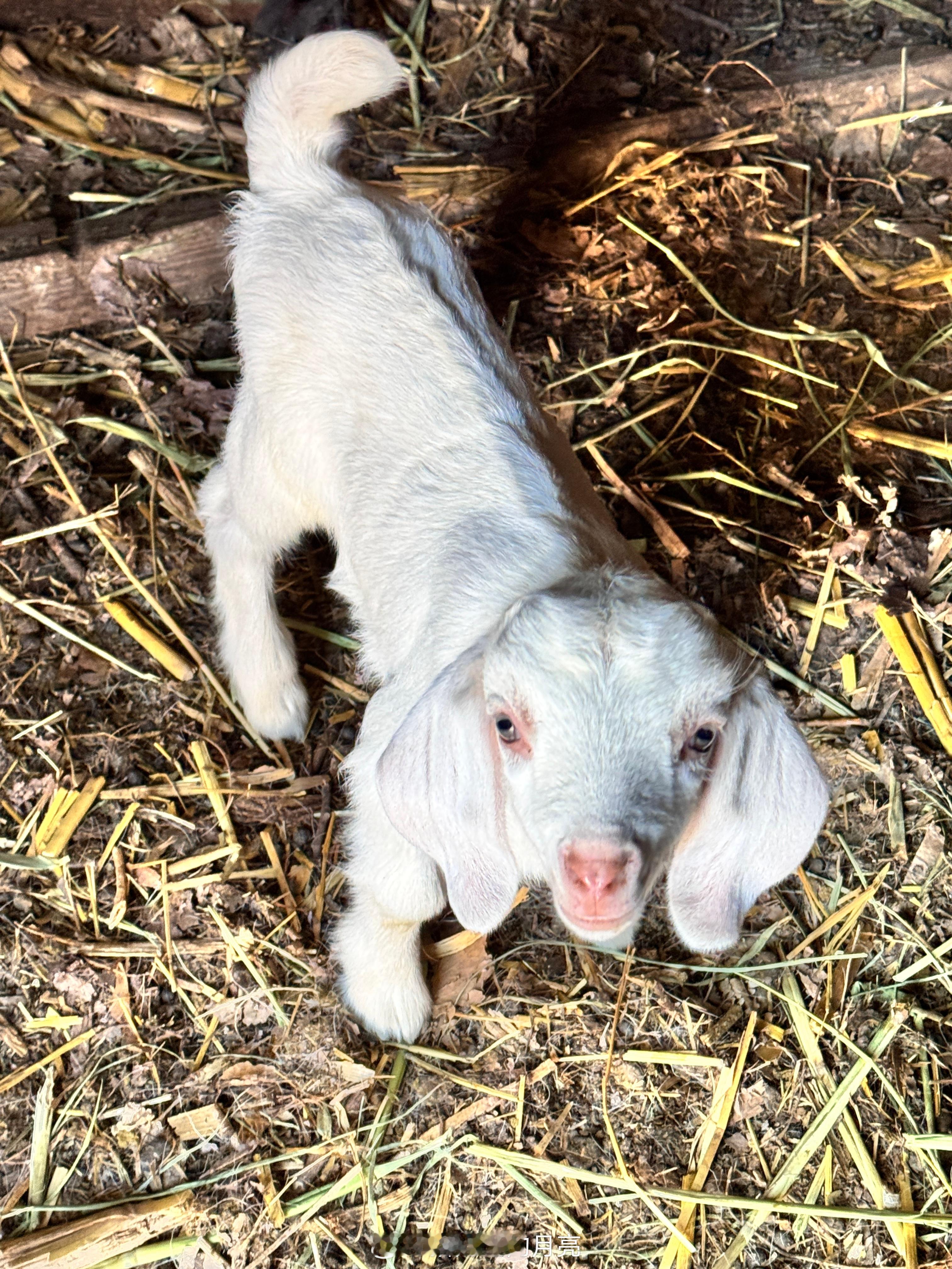 可爱的小羊羔🐑摄影[超话]生活手记 ​​​