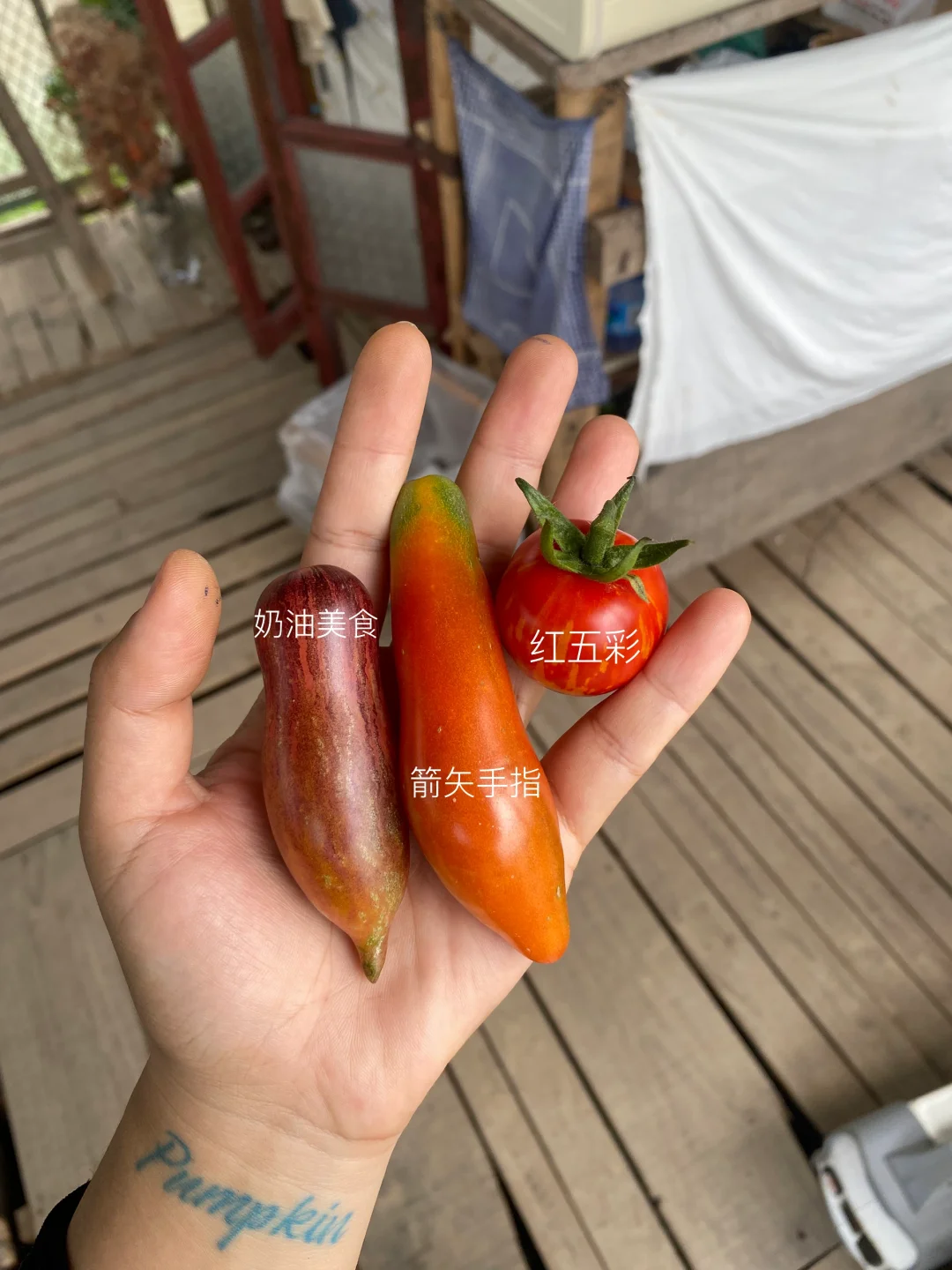 今年偏爱长得奇奇怪怪的番茄🍅