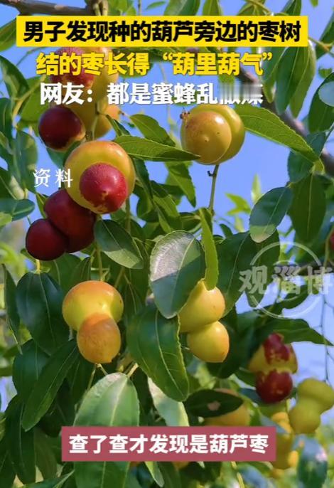 “解释不清了！”山东，一男子把葫芦种在了枣树的旁边，没想到，枣树结出的枣子竟“葫