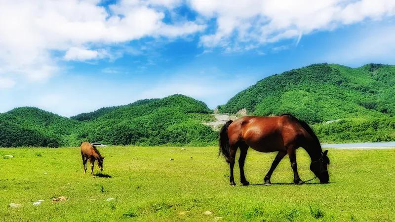 下联:人无横财人不富。诚邀上联马不吃叶草不肥