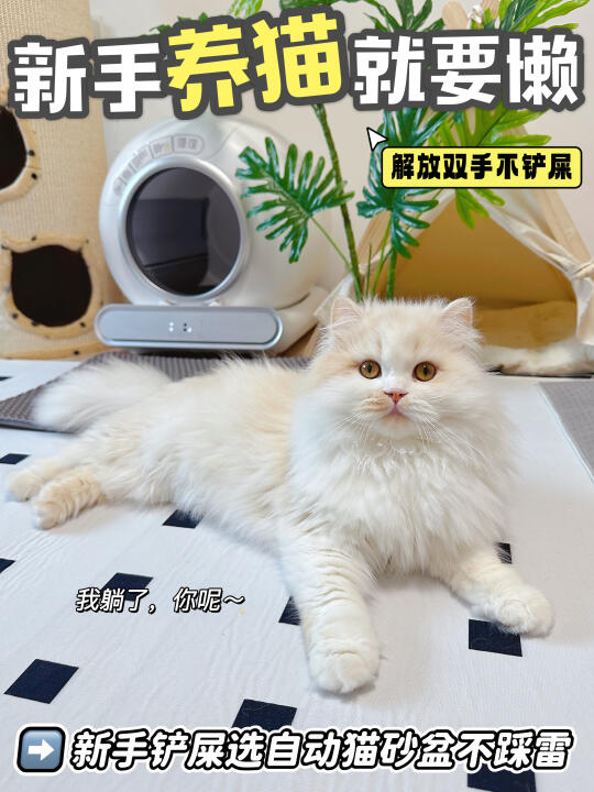 新手养猫！猫砂盆我建议一步到位。。。