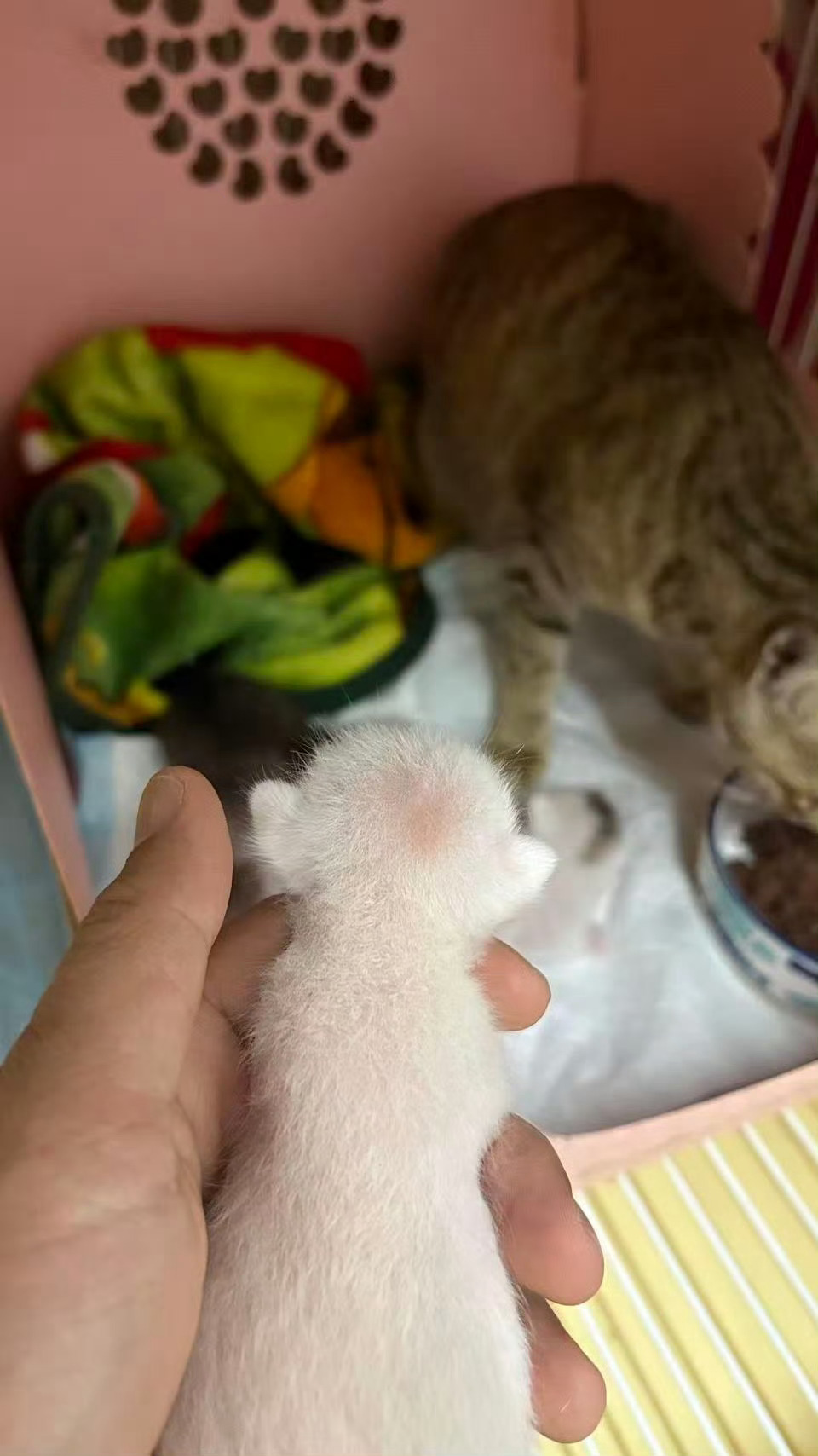 丽娟好会生，三个孩子都拖枪挂印，今天去新家的宝宝🚼挂的小黄印，还有两个挂黑印的