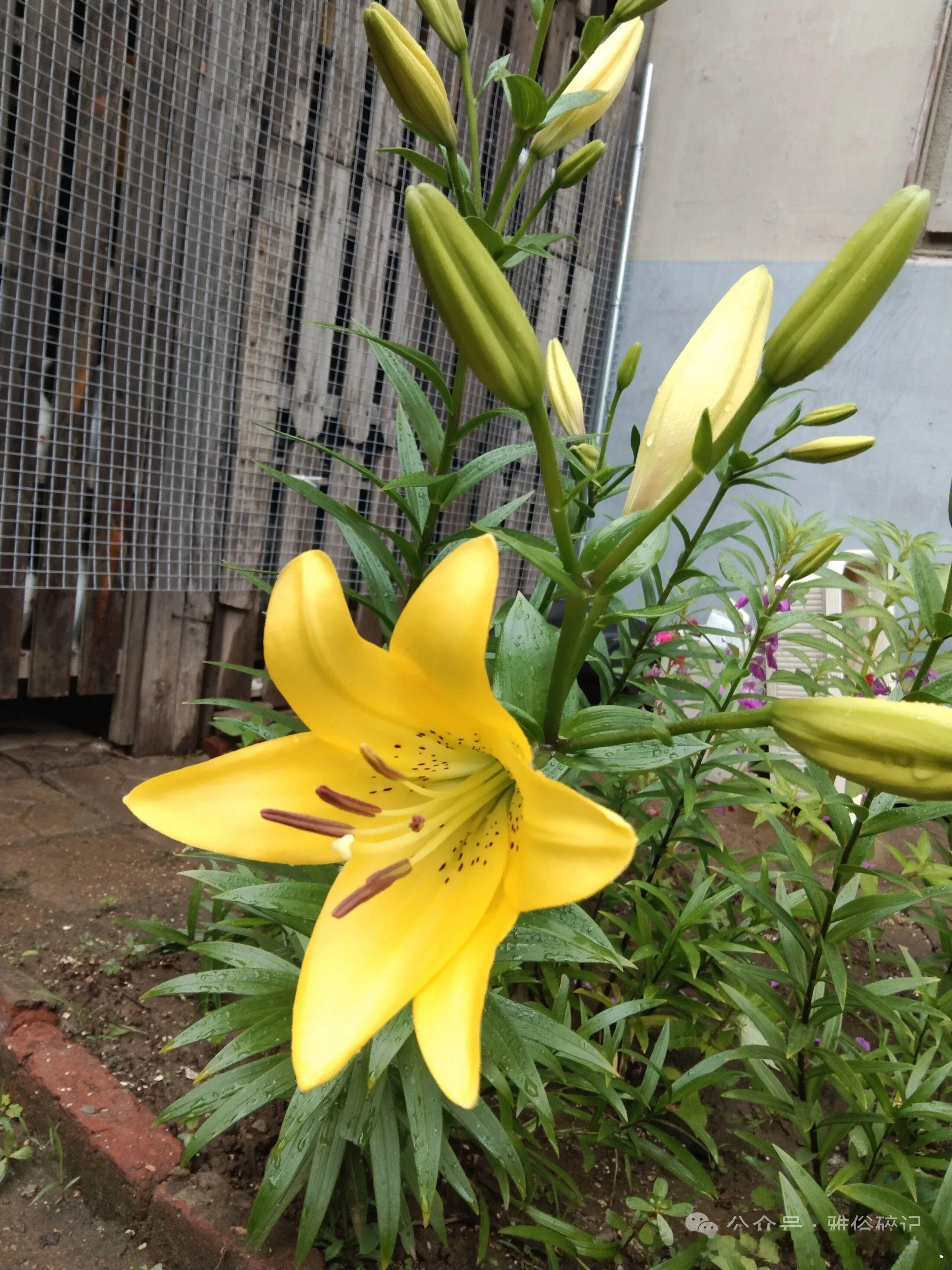 花草为篱添雅趣，百合绽开飨邻居。边界无痕共欣赏，纵然尺巷行有余。        