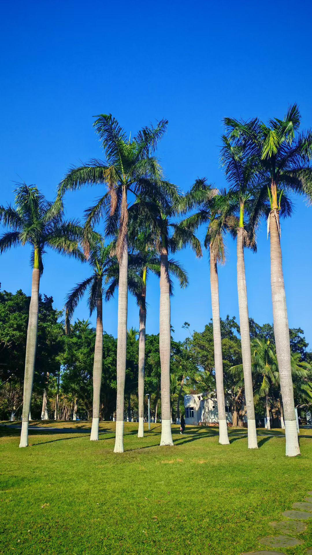 🌴 棕榈树把蓝天裁成竖条，草色鲜活得能掐出水，连风都带着热带的慵懒。
✨ 晴空
