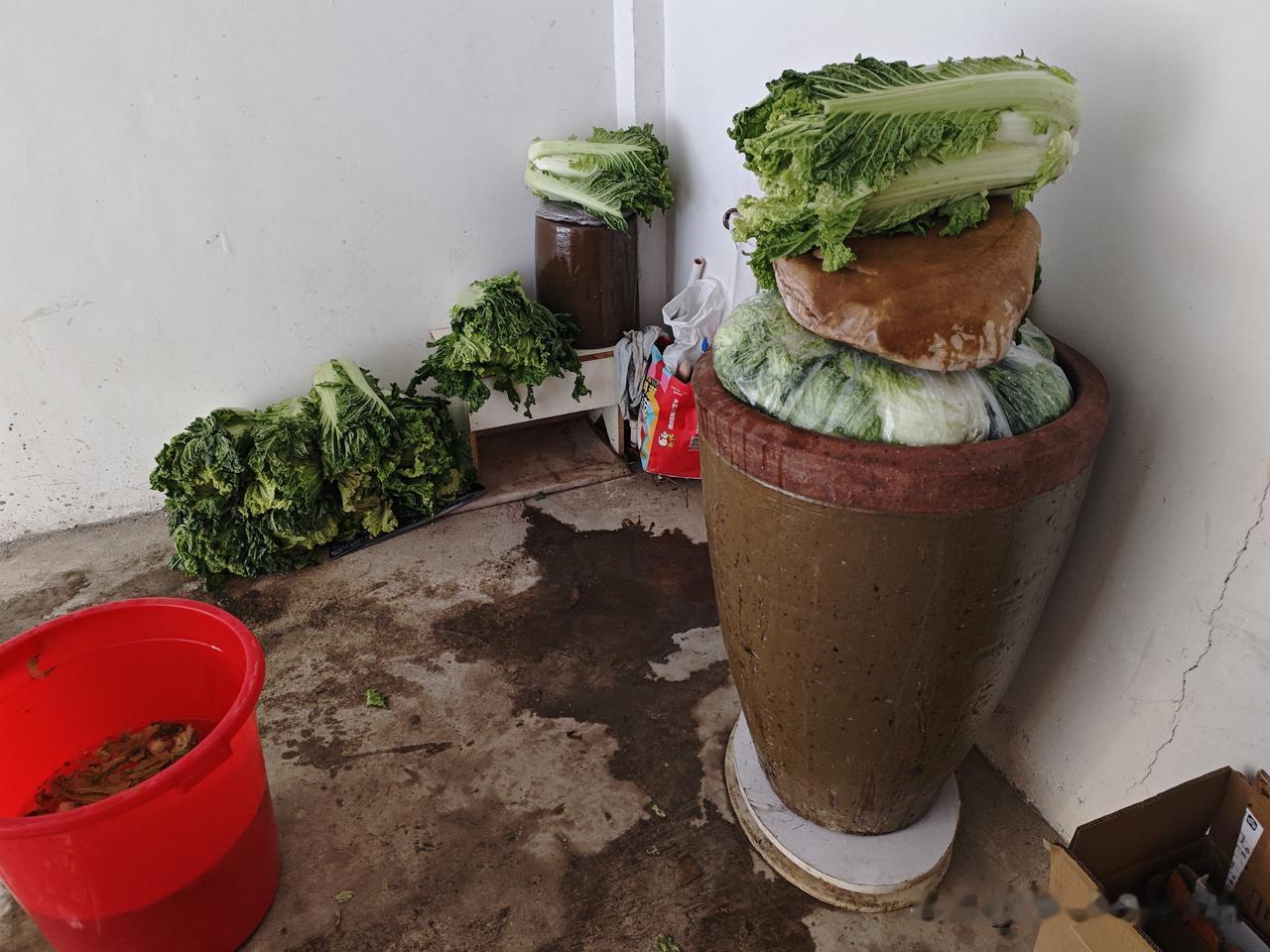 腌酸菜，和媳妇惹了一肚子气
        昨天早晨起床，阳光明媚。媳妇说，是晒