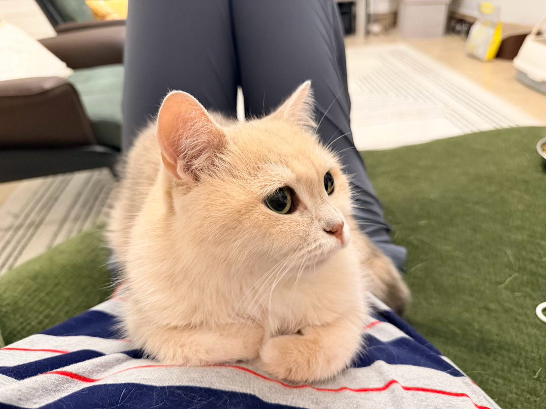 天天只红三场！！抱抱发财猫，我要红四场！！！！ 