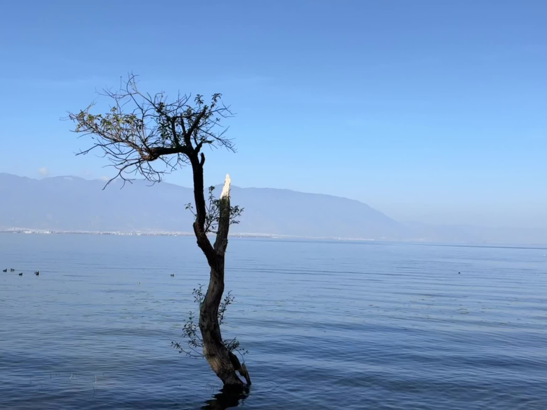 “自治而内求，达观而内醒。”