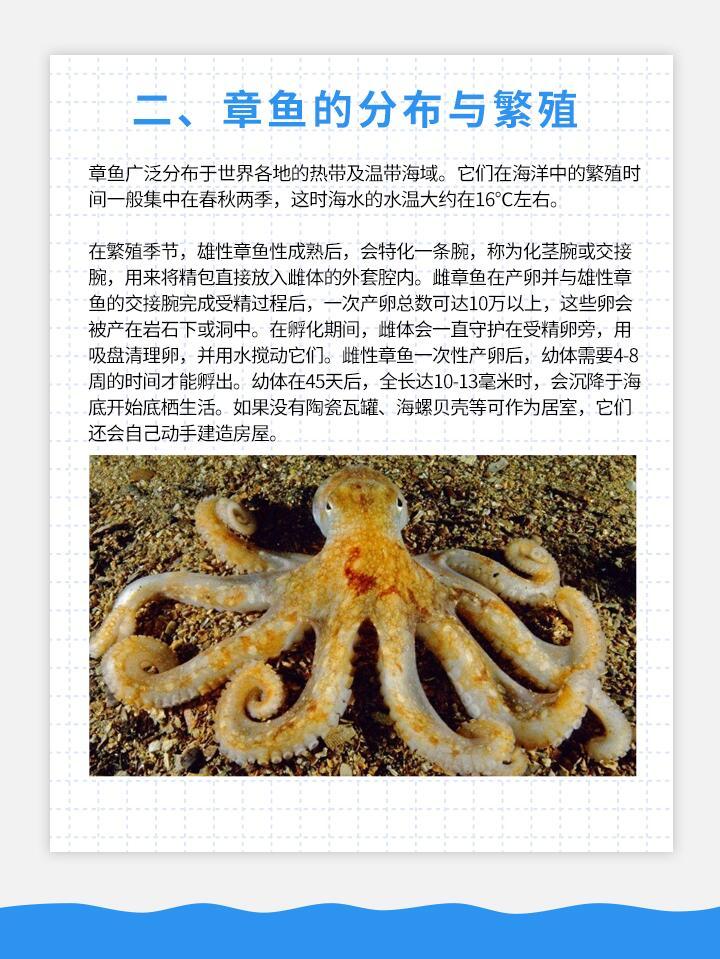 冷知识 🔍：章鱼是最像外星生物的动物吗？鱼有3 颗心脏，2 颗负责给鳃供血，1