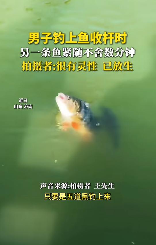“太有灵性了！”5月10日报道，山东济南，一男子去钓鱼，发现一条五道黑咬钩，准备