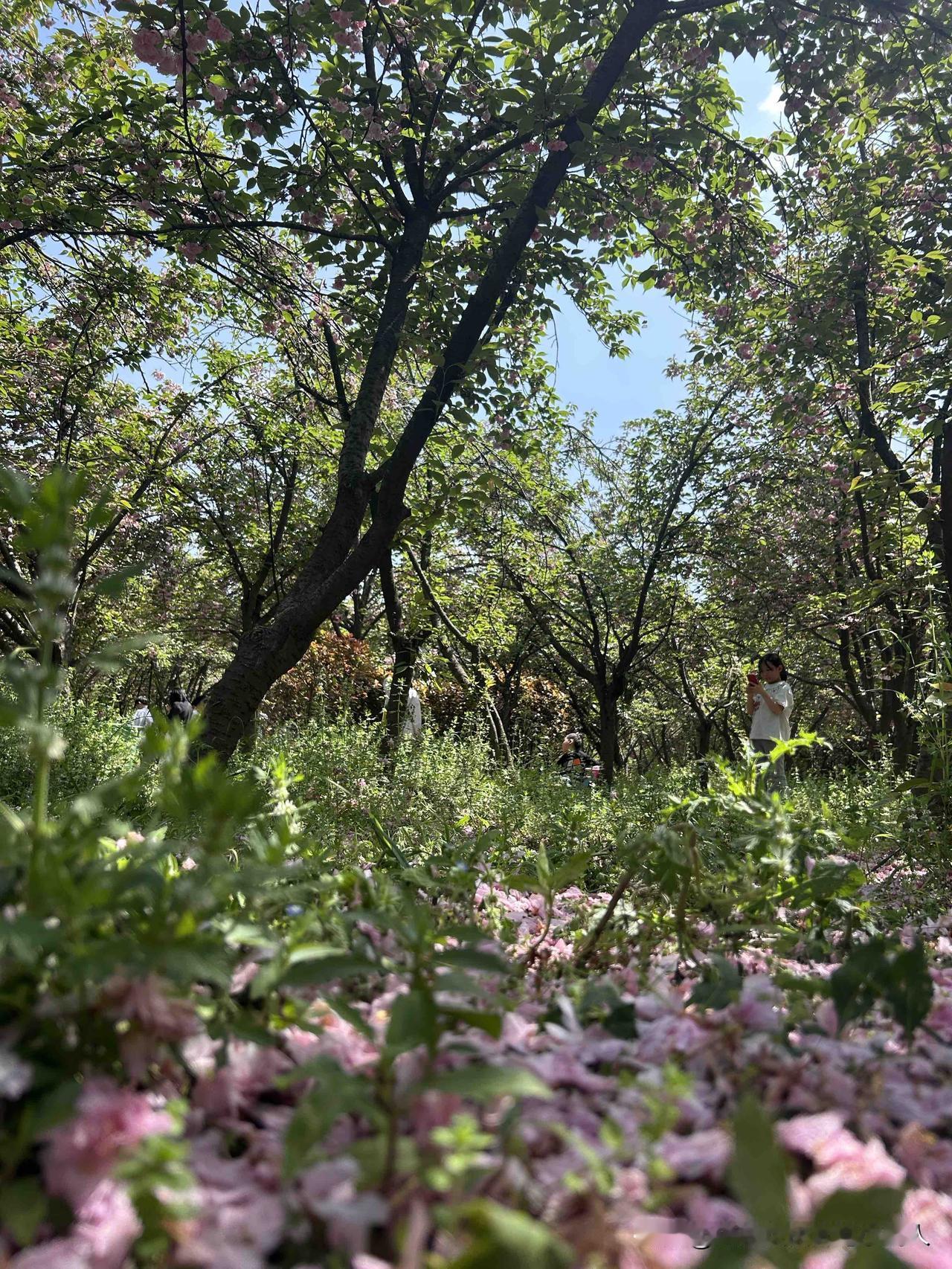 落樱满地，忽然读懂黛玉葬花

今天兴冲冲跑去植物园，满心都是奔赴一场樱花盛景。