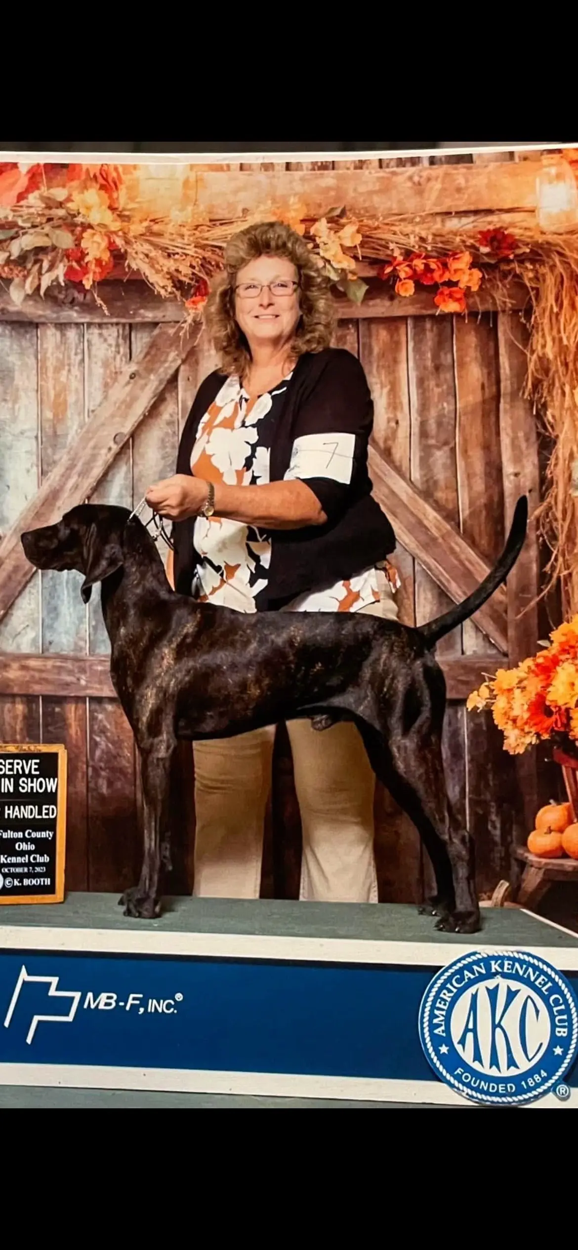 AKC犬展普罗特猎犬