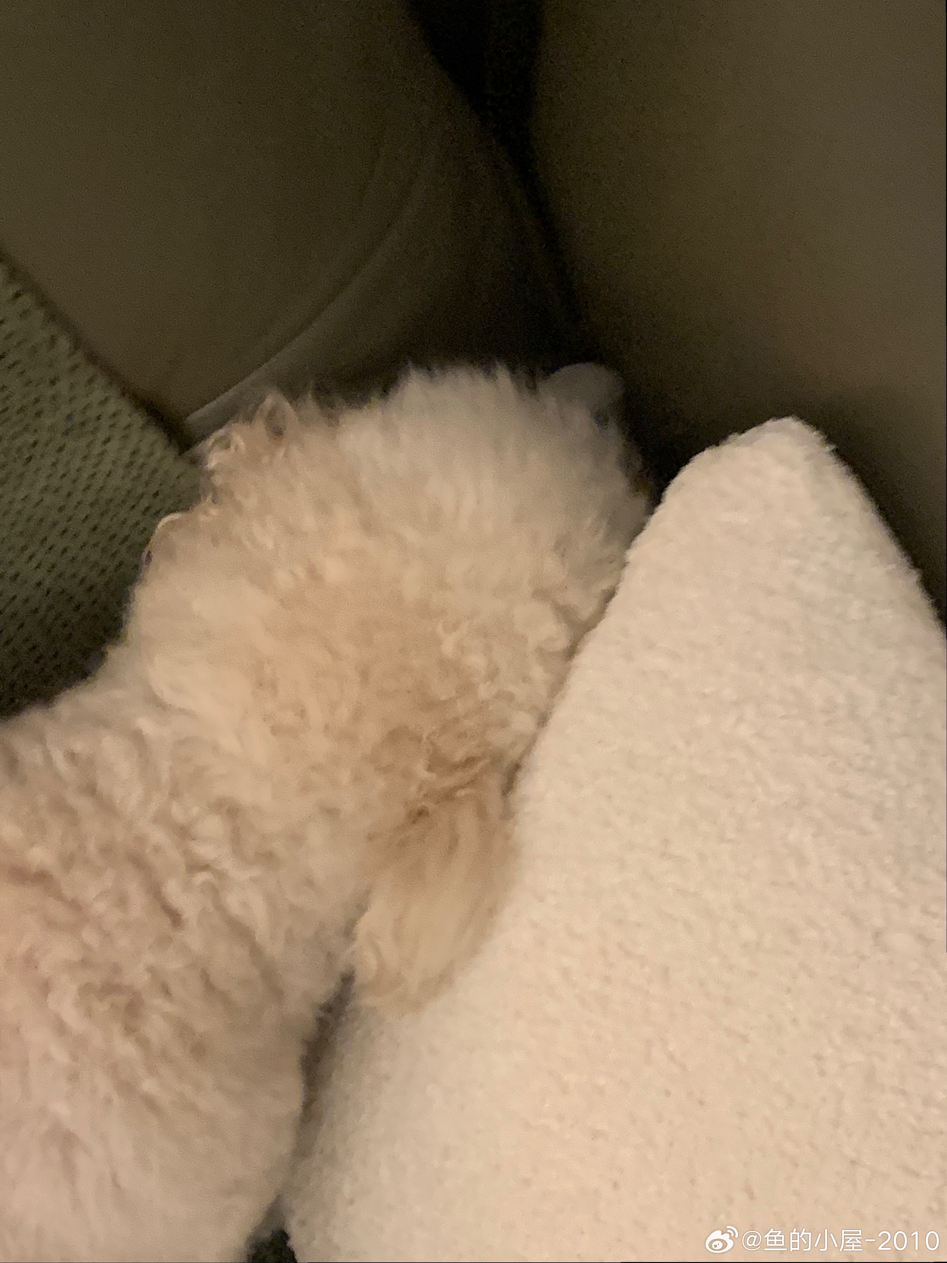半夜惊雷大雨滂沱有点吓人也有点吓🐶 