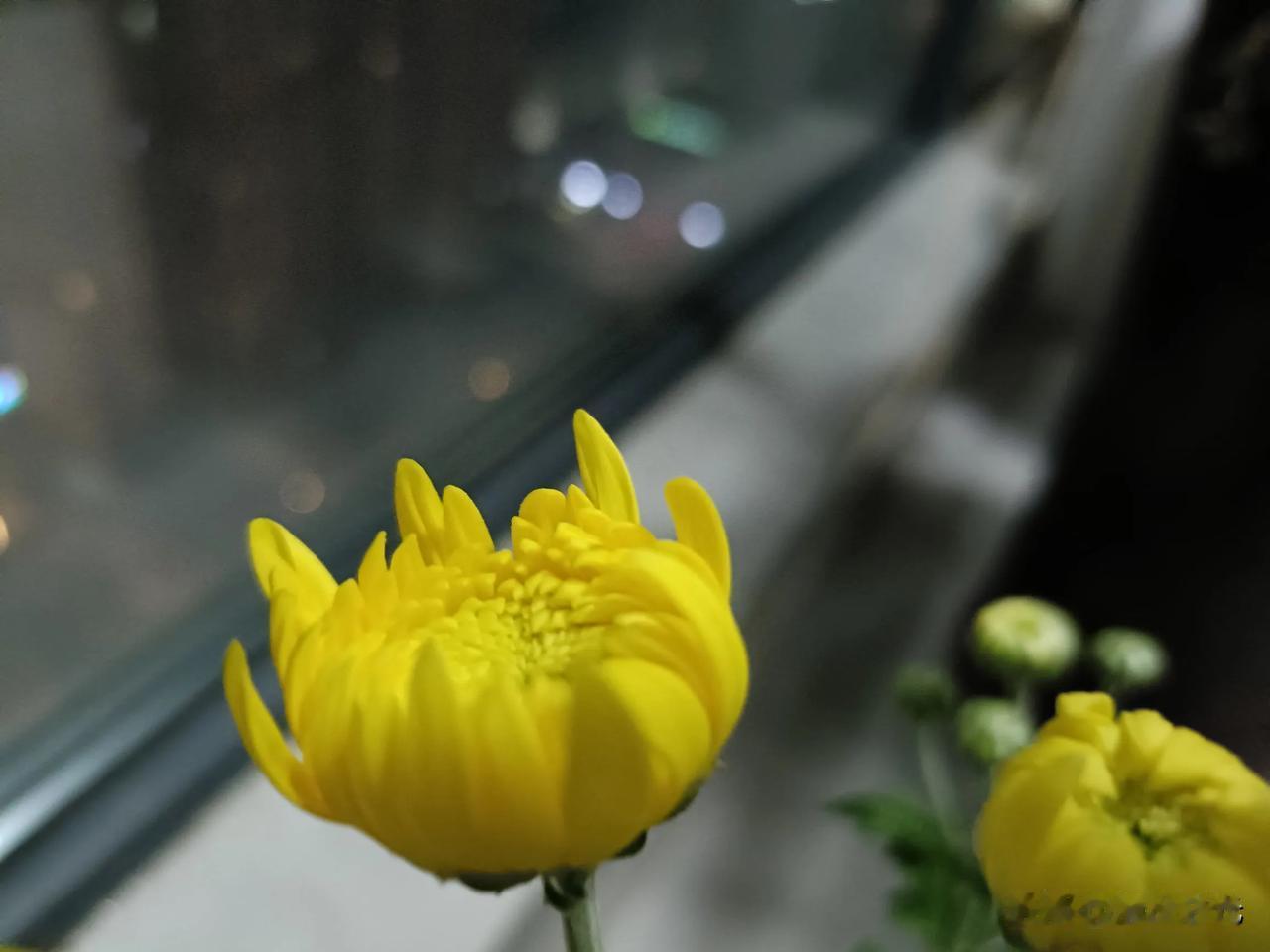 晒图笔记大赛含苞欲放