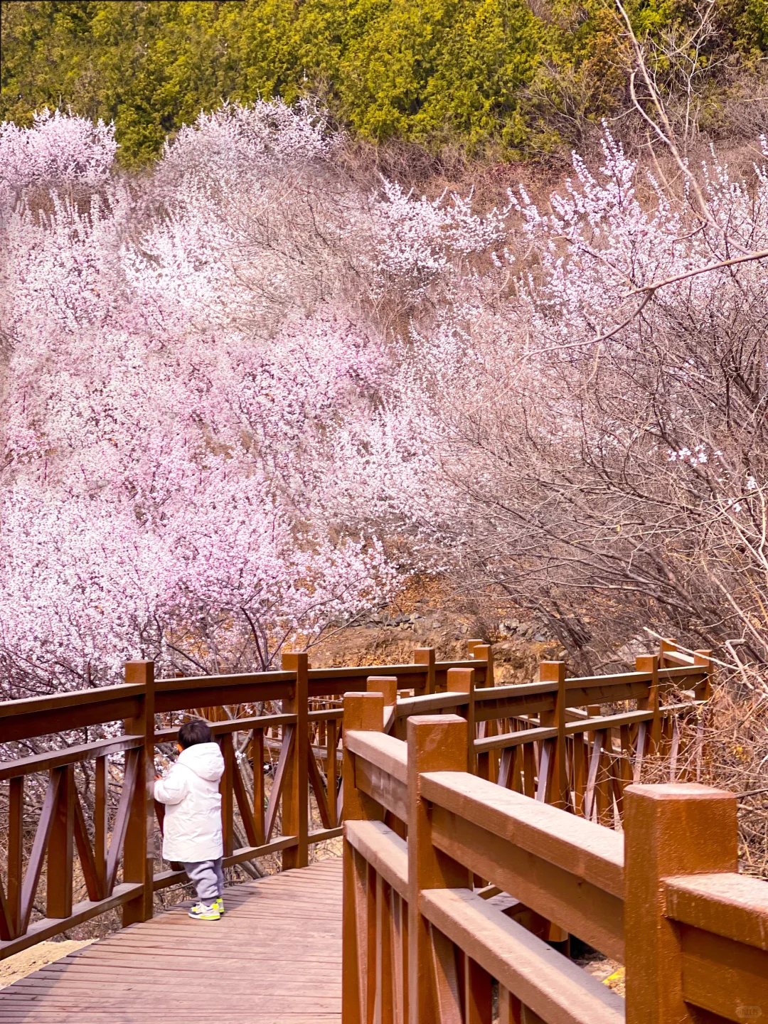蕞新❗️周末这几条徒步赏🌸路线可冲，已确定
