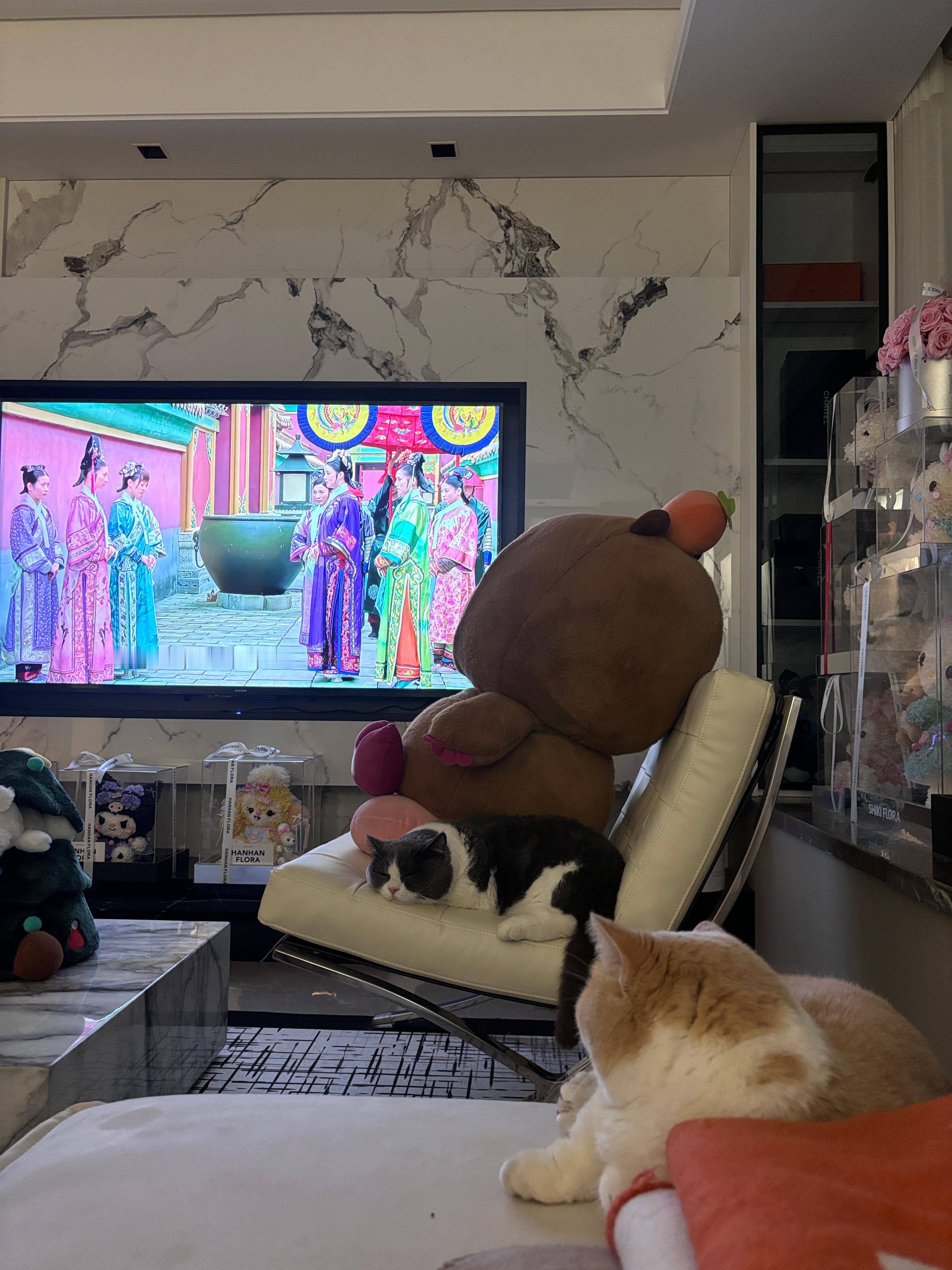 两只猫关系看起来永远不太好的样子 