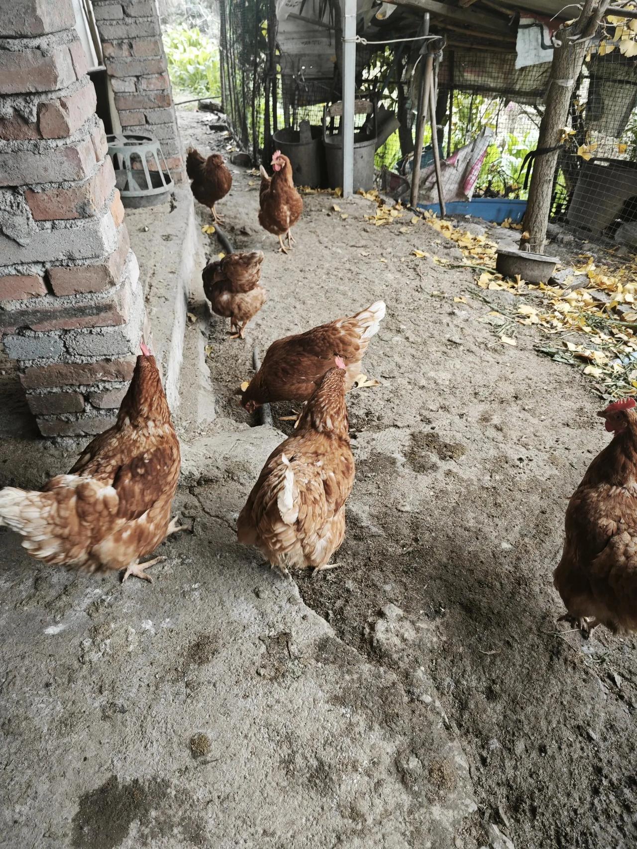 回乡下买了一只土鸡，40一斤贵吗
回德阳乡下买了一只邻居土鸡，纯粮食喂养的，40