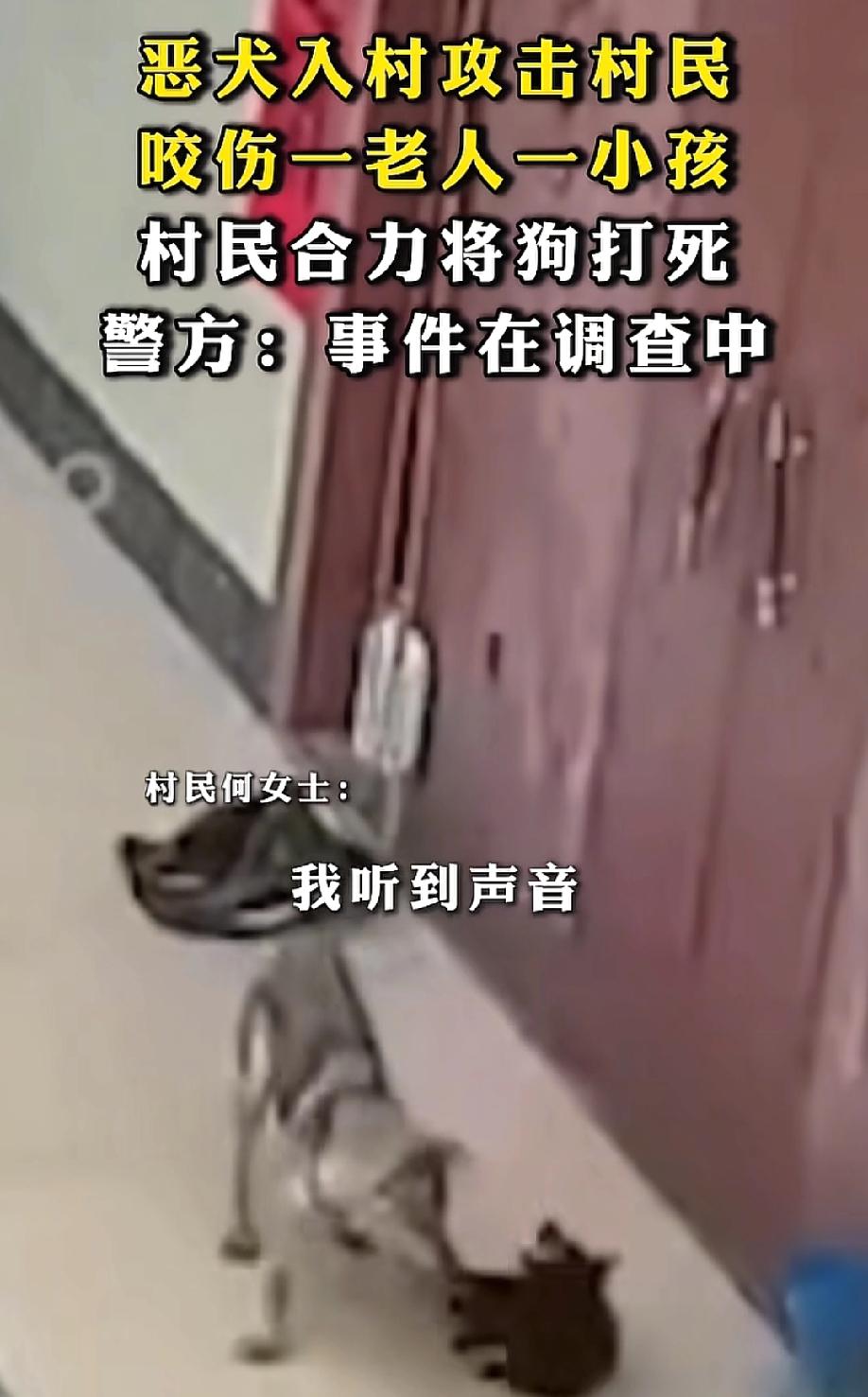气笑了！5月20日中华网报道，澎湃新闻报道，广西北海合浦县珠岭村，一条恶犬大摇大
