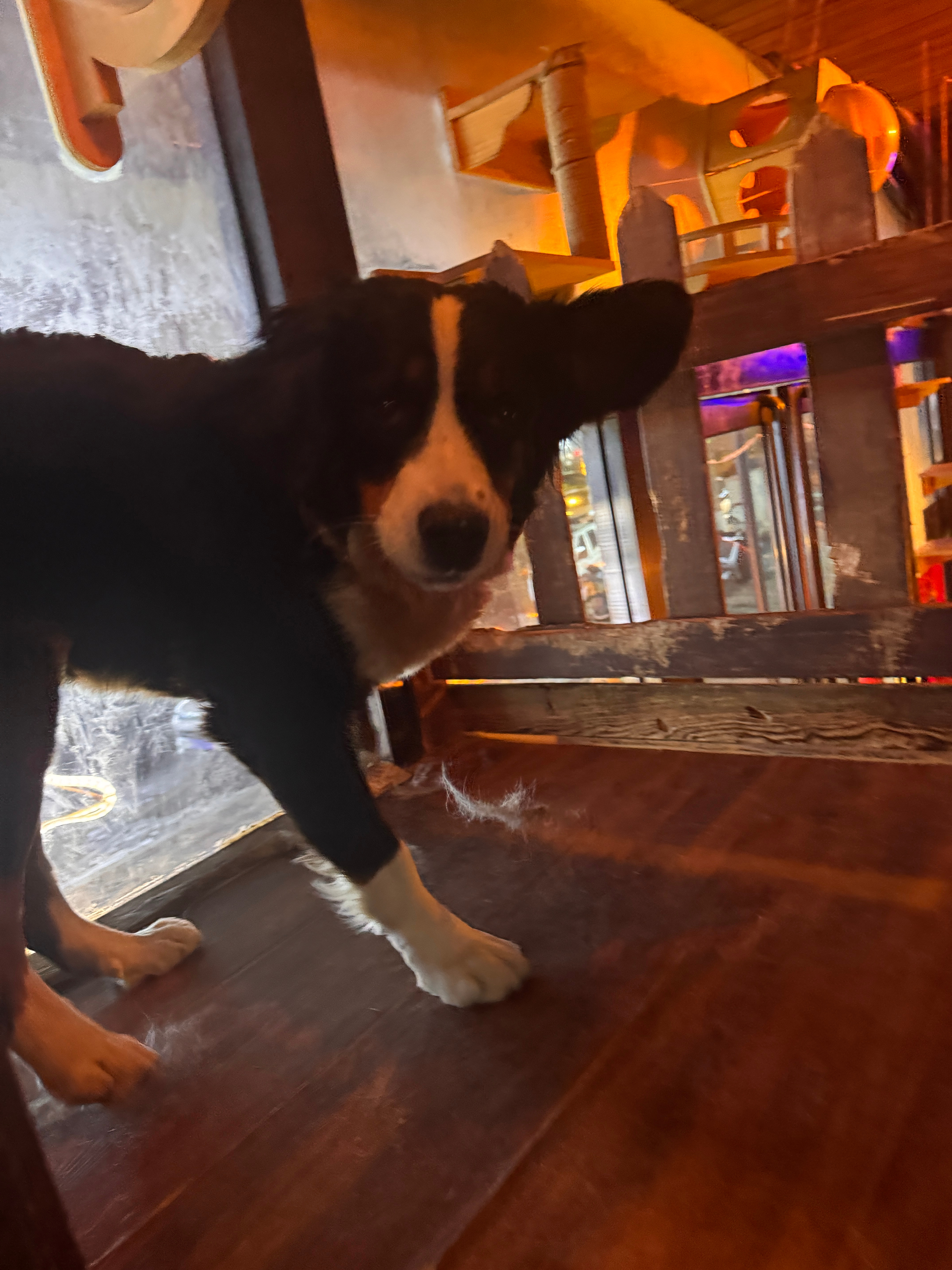 已经在崇礼遇到好几次伯恩山了，昨晚在酒吧还看到了两个探出来的毛茸脑袋。不管酒怎么