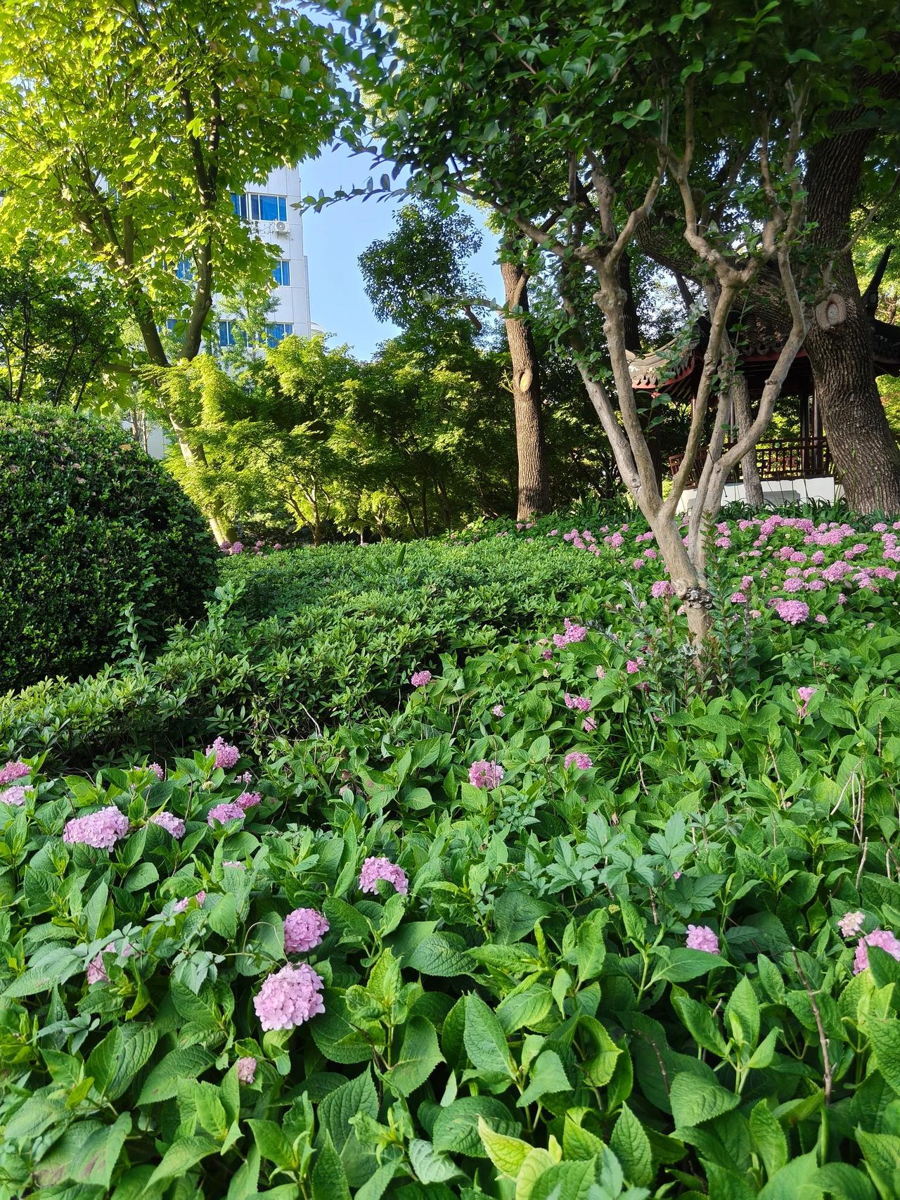 周末公园散步随手拍实景图分享！

初夏花草🌿美景随手拍分享！