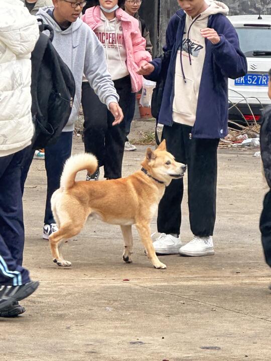 180买来的小土狗 | 瘸脚也不影响我当明星