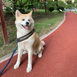 兔仔吹历史