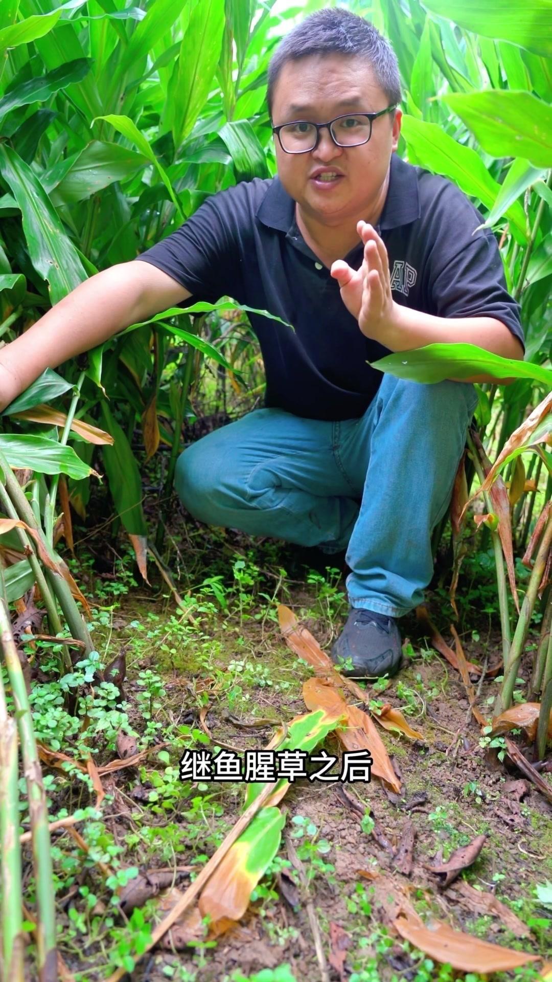 阳荷，一道美味的“黑暗料理”🌿继鱼腥草之后，云贵川地区又一道黑暗料理——阳荷。