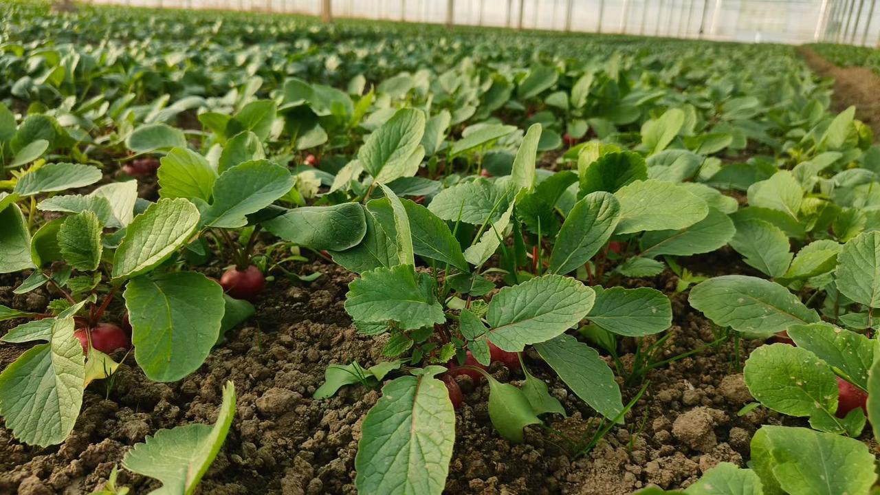 冬日生活打卡季真旺～