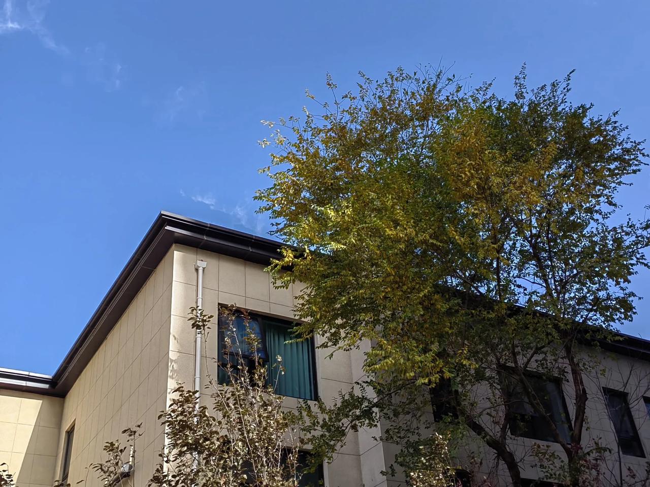 一周阴雨绵绵，
今日得见蓝天。
眼前落叶飘飞，
仰望白云悠然。
草木风中微摇，
