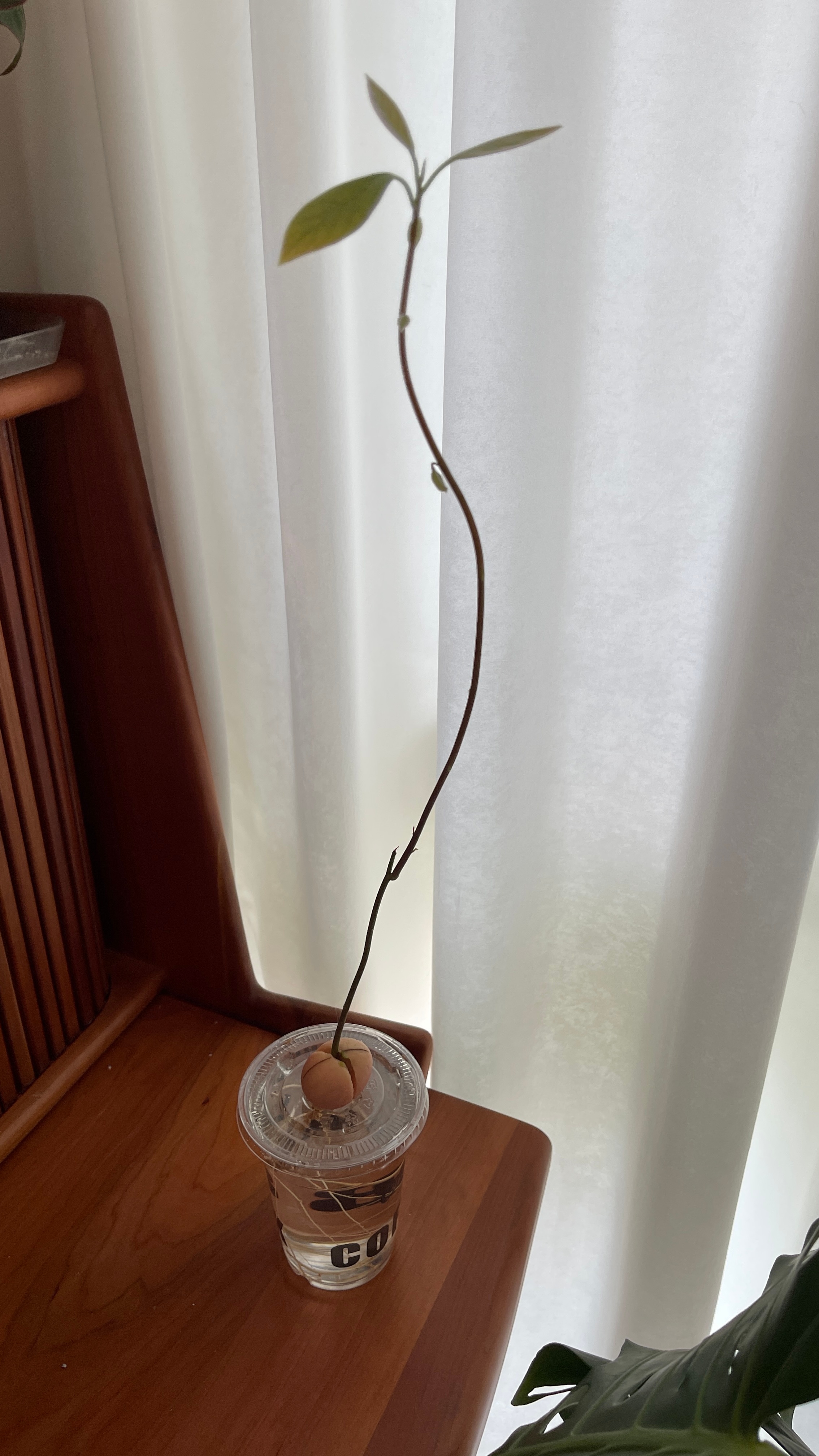 牛油果 牛油果旺盛的生命力 