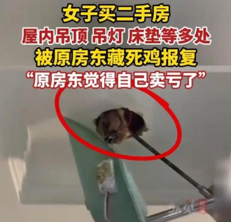 在卖掉的房子里放死鸡来恶心买家。
卖房亏了就报复？这原房东的操作也太下流缺德了！