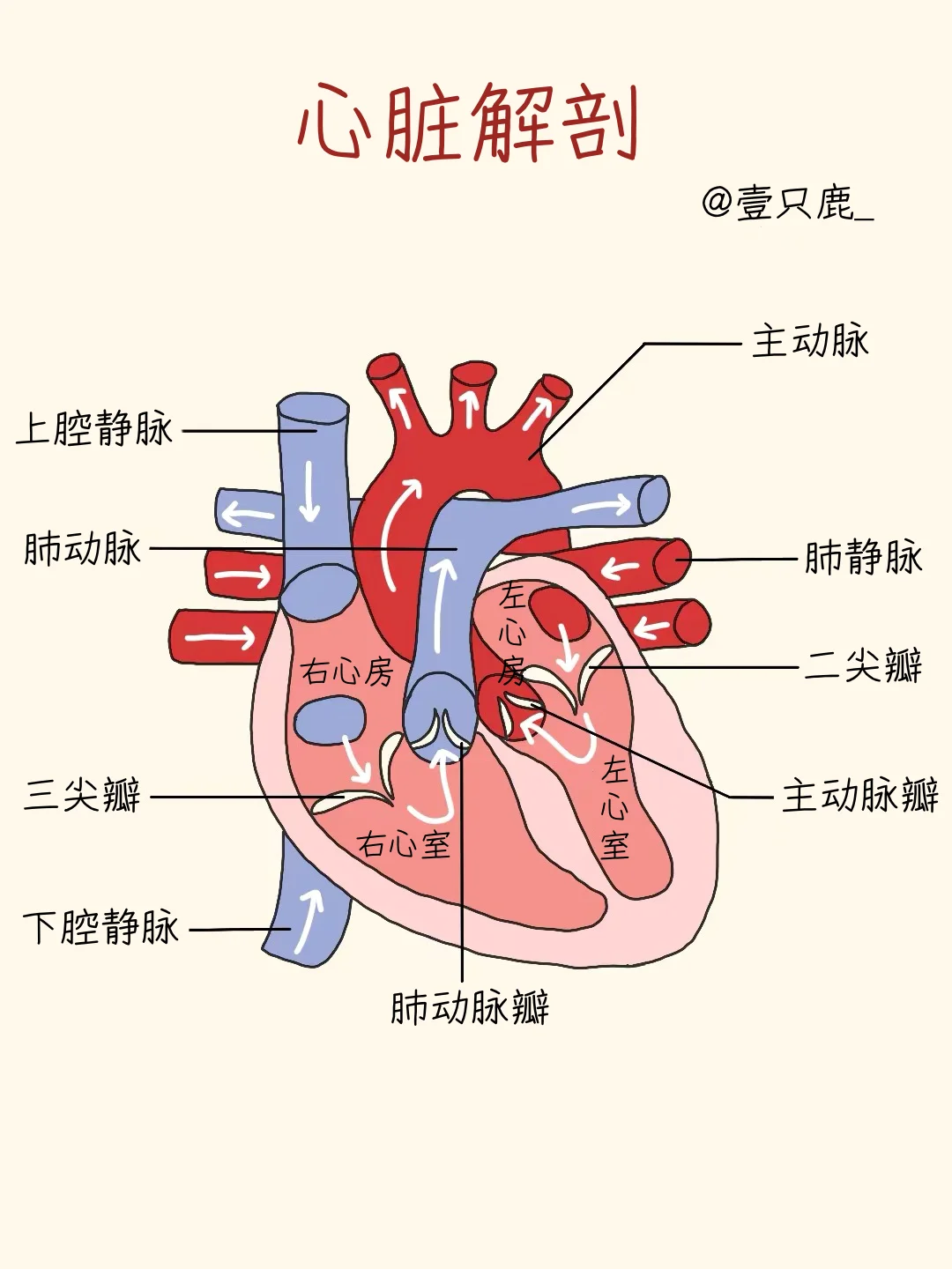 医学生笔记📝｜心脏🫀
