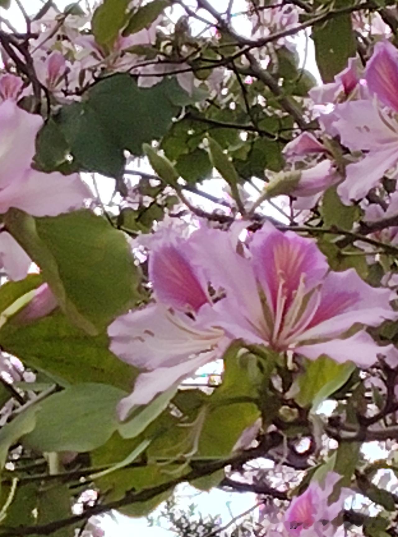 我昨晚又被老公抱怨了。

因为老公不小心滚到我旁边了，被电风扇吹醒了。

他不高